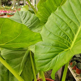 Planta Manto de Eva