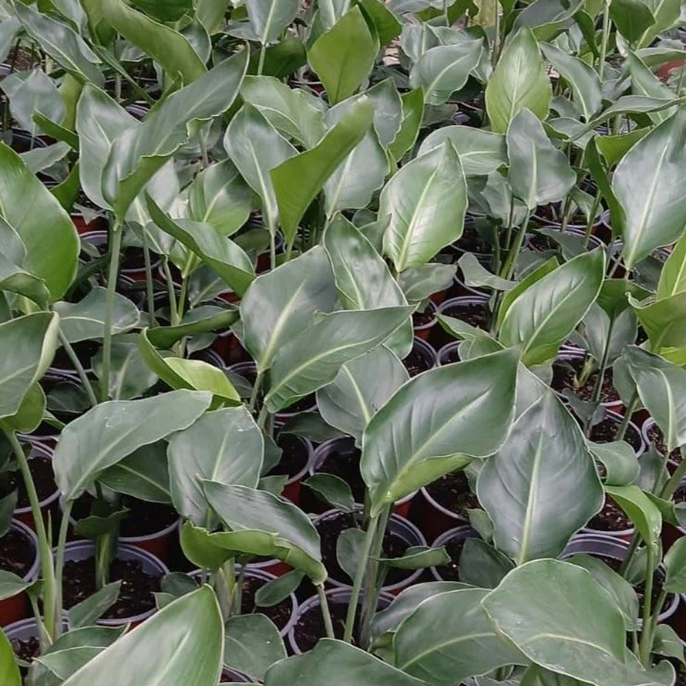 Planta Sterelitzia Nicolai