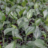 Planta Sterelitzia Nicolai