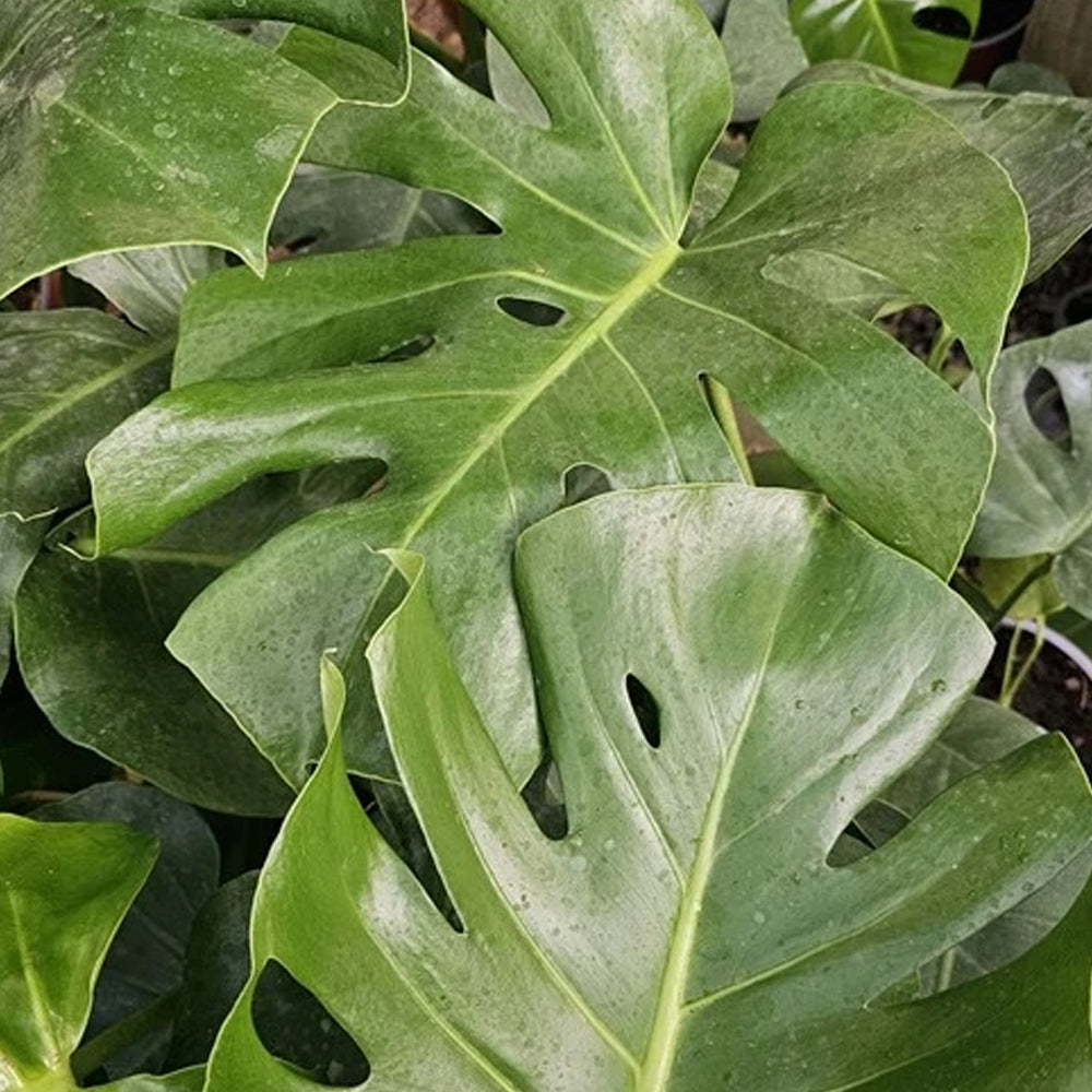 Planta Philo Monstera
