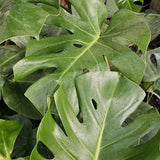 Planta Philo Monstera