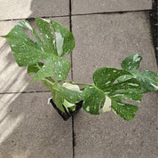 Planta Monstera Thei Constellation