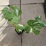 Planta Monstera Thei Constellation