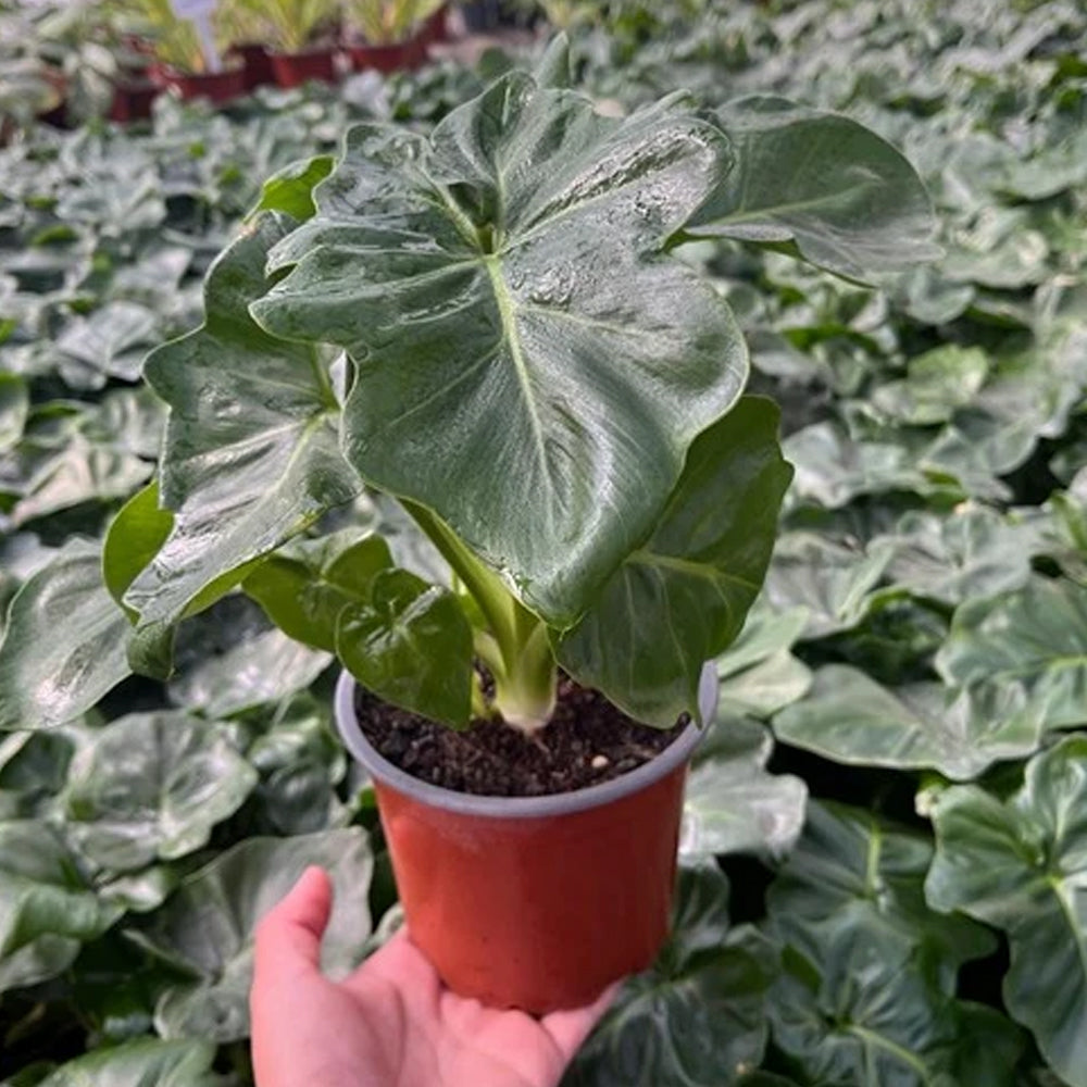 Planta Philo Selloum Hope