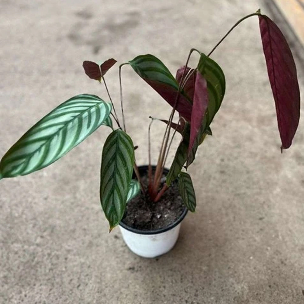 Planta Calathea Setosa