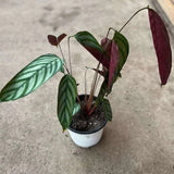Planta Calathea Setosa