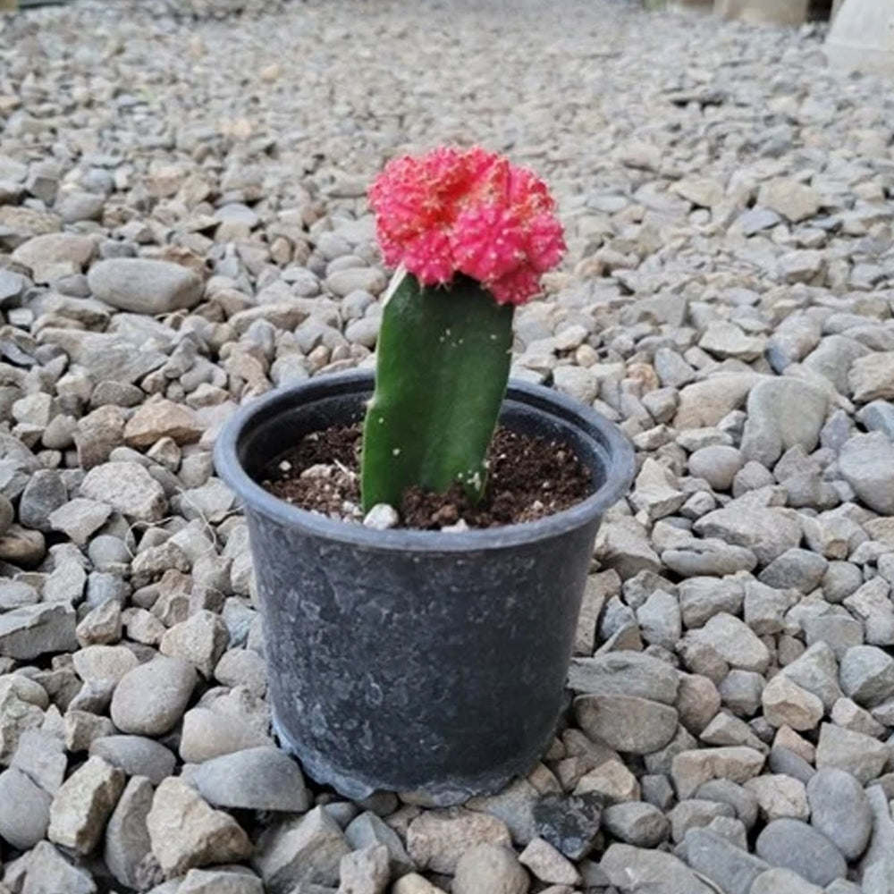 Cactus Injertado