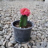 Cactus Injertado
