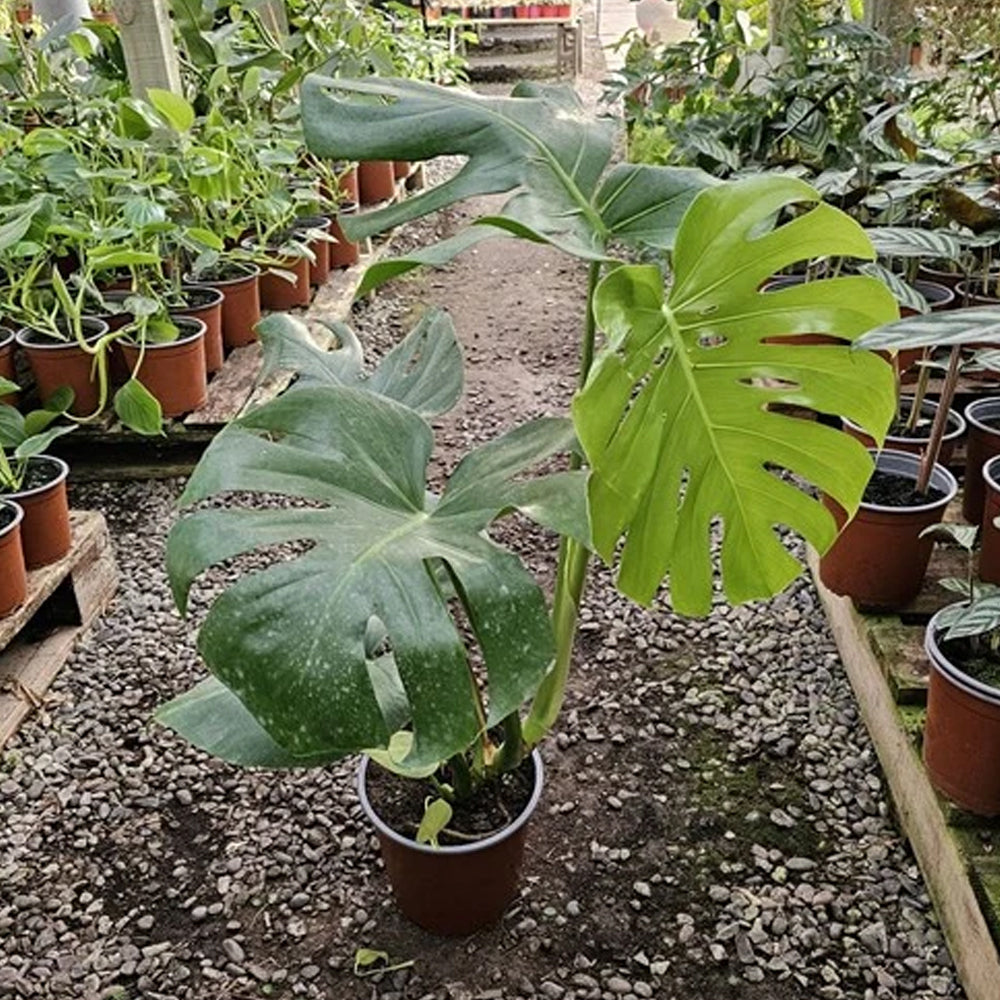 Planta Philo Monstera