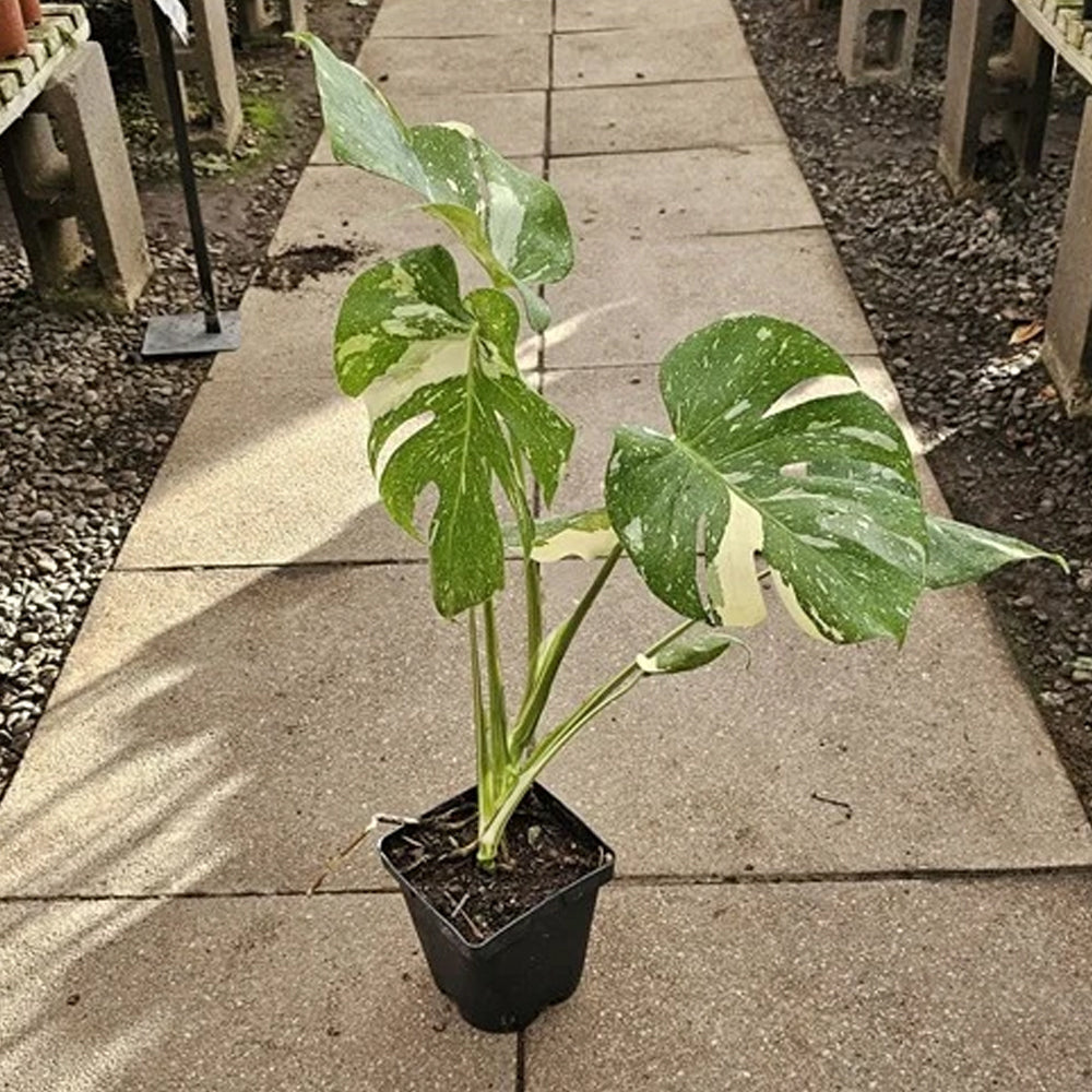 Planta Monstera Thei Constellation