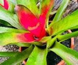 Planta Bromelia Neoregelia Carolinae