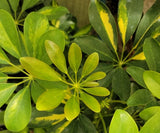 Planta Shefflera