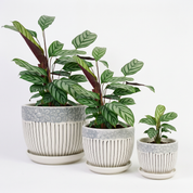 Macetero Trio Flora