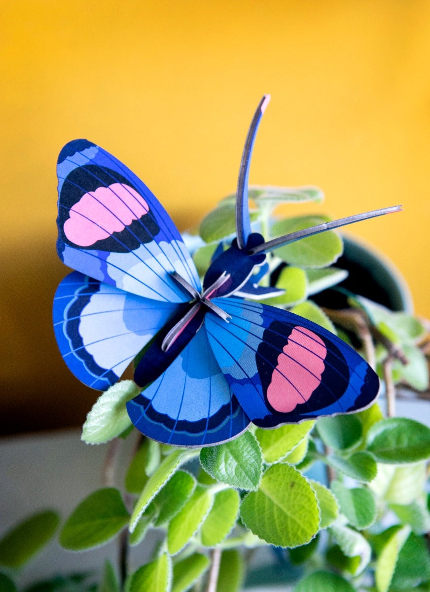 Mariposa Pavo Real